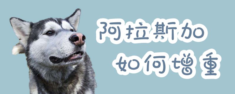 阿拉斯加怎么样增重