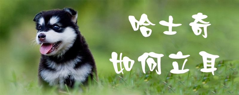 哈士奇怎么样立耳