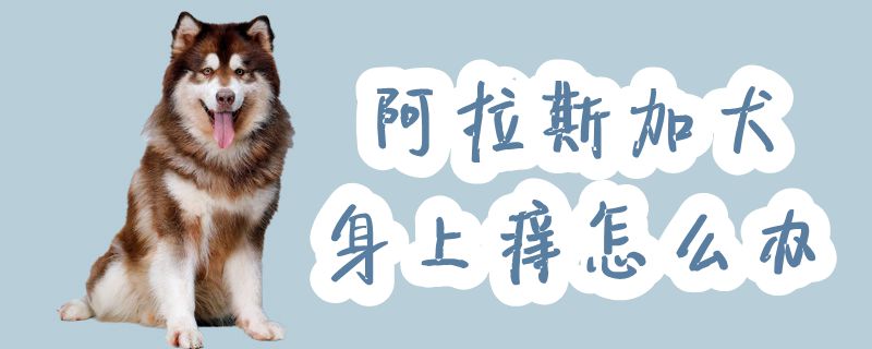 阿拉斯加犬身上痒如何解决