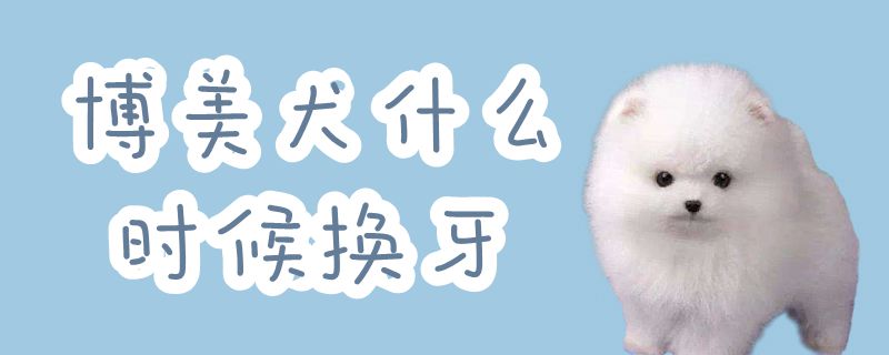 博美犬什么时间换牙