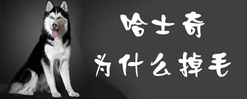 哈士奇为何掉毛