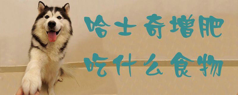 哈士奇增肥吃那些食物