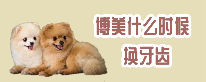 博美什么时间换牙齿