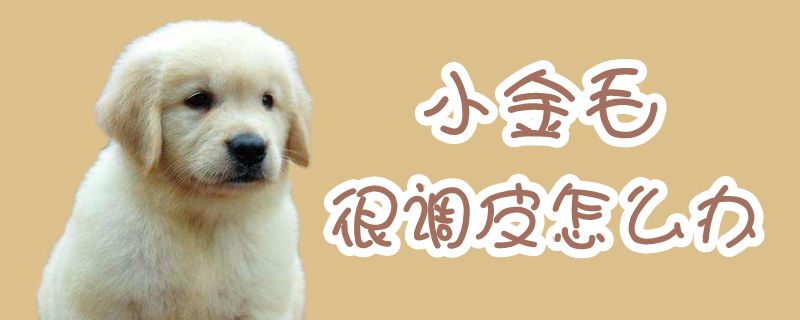 小金毛非常调皮如何解决