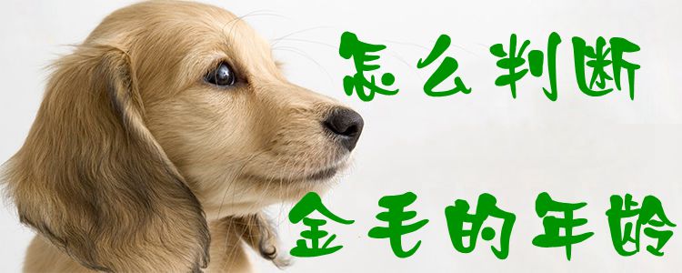 如何判断金毛的年龄
