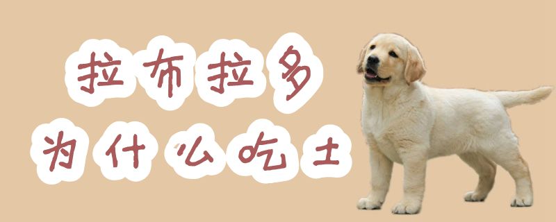 拉布拉多为何吃土