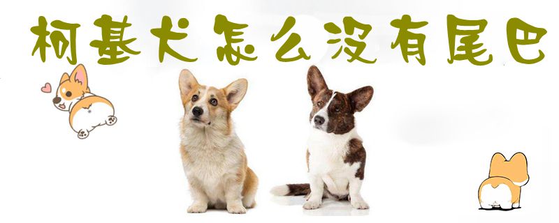 柯基犬如何没尾巴