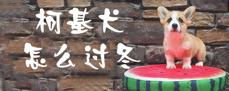 柯基犬怎么过冬-第1张图片 柯基犬怎么过冬-第1张图片
