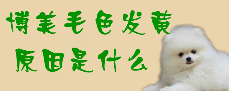 博美毛色发黄缘由是什么