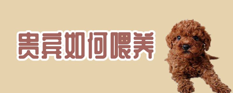 贵宾怎么样喂养