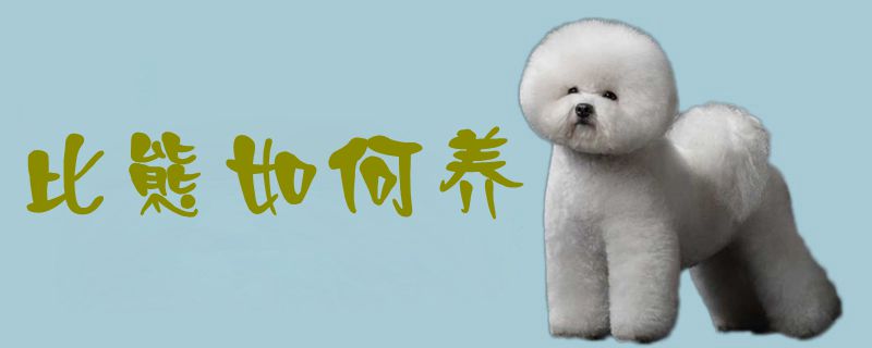 比熊如何养-第1张图片 比熊如何养-第1张图片