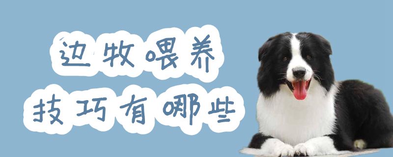 边牧喂养方法有什么