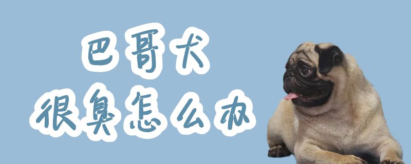 巴哥犬非常臭如何解决