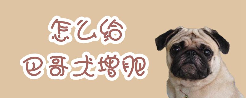 如何给巴哥犬增肥