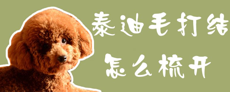 泰迪毛打结如何梳开