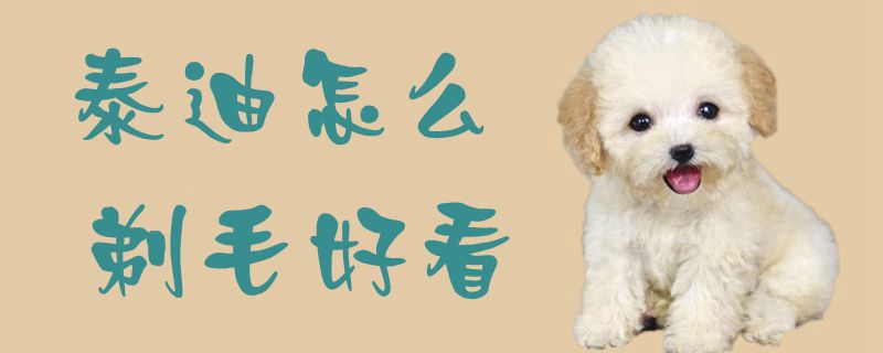 泰迪如何剃毛好看