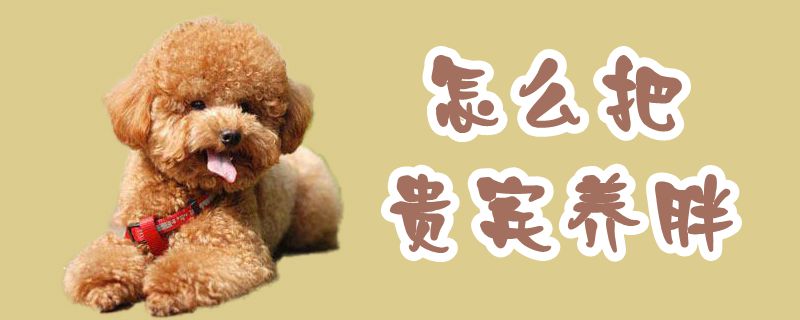 如何把贵宾养胖