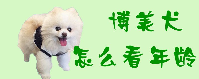 博美犬怎么看年龄