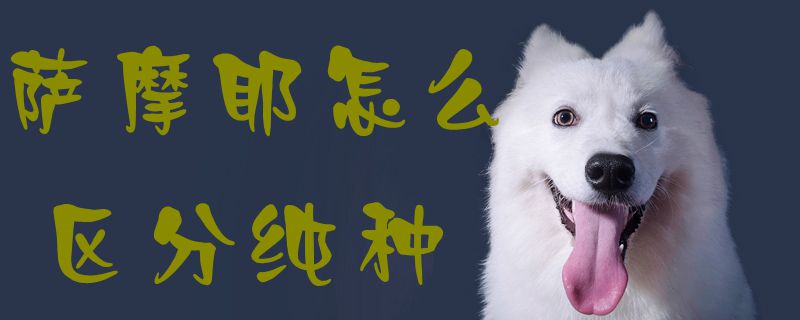 萨摩耶如何区别纯种