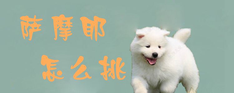 萨摩耶如何挑
