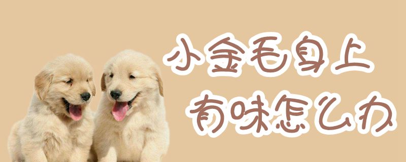 小金毛身上有味如何解决