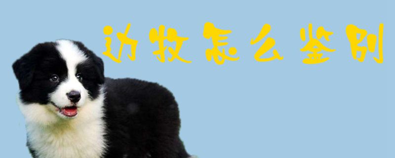 边牧如何辨别
