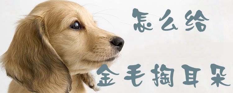 如何给金毛掏耳朵