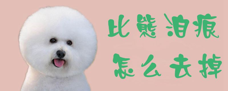 比熊泪痕怎么去掉-第1张图片 比熊泪痕怎么去掉-第1张图片