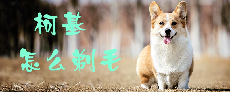 柯基怎么剃毛-第1张图片 柯基怎么剃毛-第1张图片