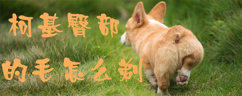 柯基臀部的毛怎么剃-第1张图片 柯基臀部的毛怎么剃-第1张图片