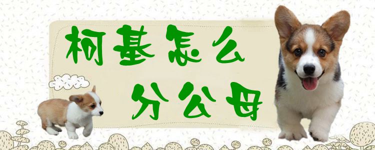 柯基如何分公母