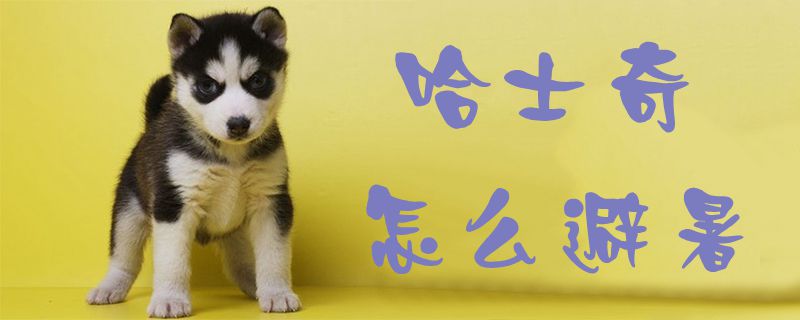 哈士奇如何避暑