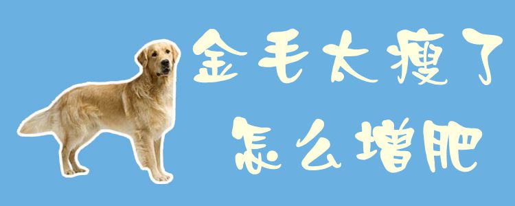 金毛太瘦了如何增肥