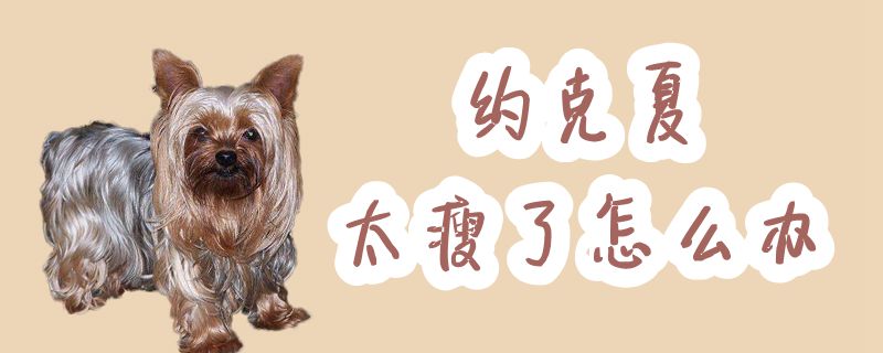 约克夏太瘦了如何解决