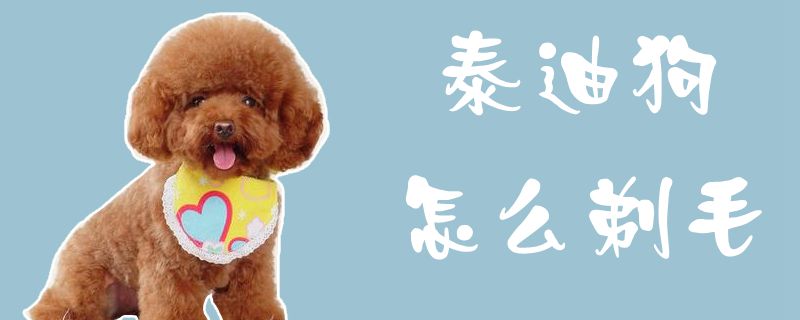 泰迪狗如何剃毛