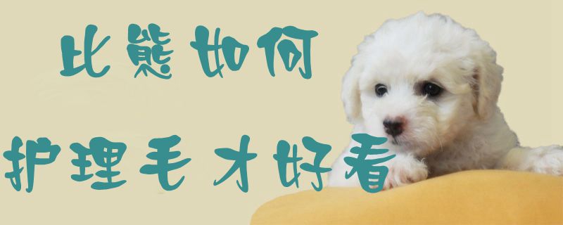 比熊如何护理毛才好看-第1张图片 比熊如何护理毛才好看-第1张图片
