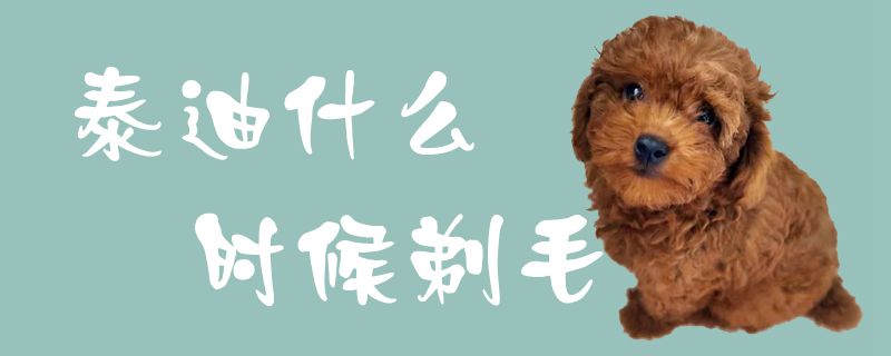 泰迪什么时间剃毛