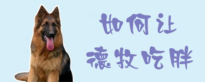 怎么样让德牧吃胖