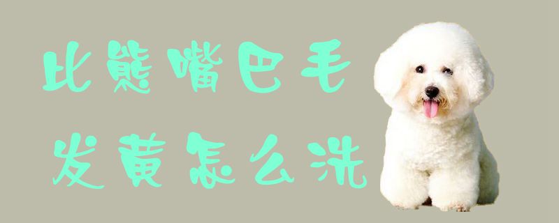 比熊嘴巴毛发黄怎么洗-第1张图片 比熊嘴巴毛发黄怎么洗-第1张图片