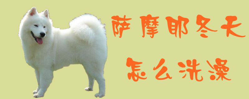 萨摩耶冬季如何洗澡