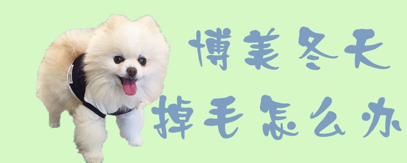 博美冬季掉毛如何解决