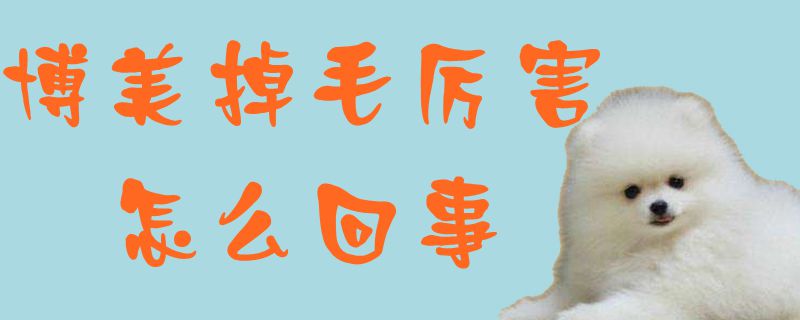 博美掉毛厉害什么问题
