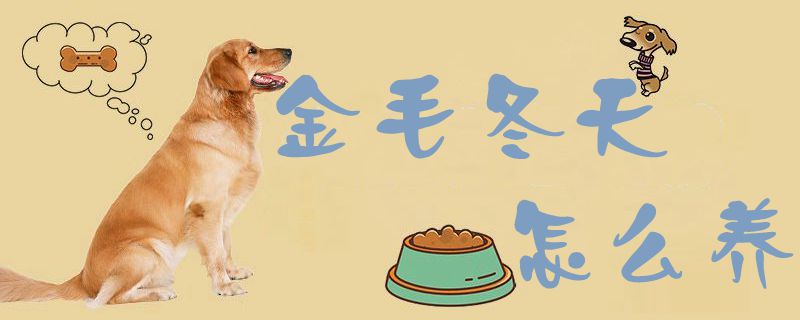 金毛冬季如何养