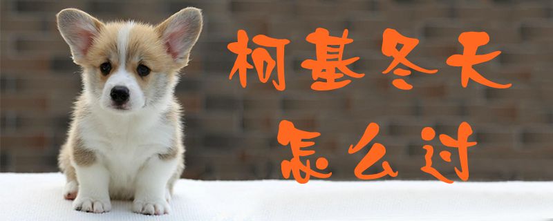 柯基冬天怎么过-第1张图片 柯基冬天怎么过-第1张图片