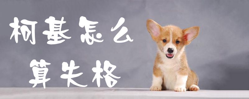 柯基如何算失格