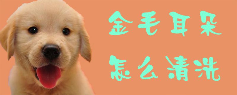 金毛耳朵如何清洗