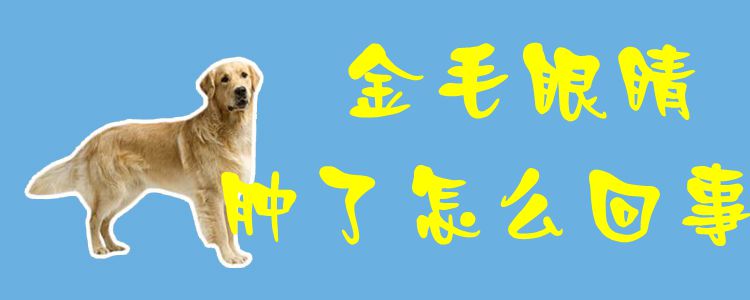 金毛双眼肿了什么问题