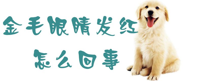 金毛双眼发红什么问题