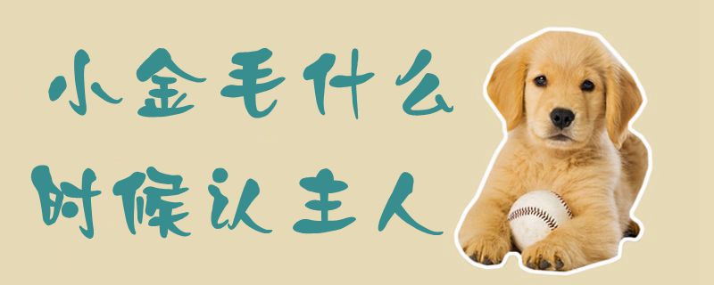 小金毛什么时间认主人