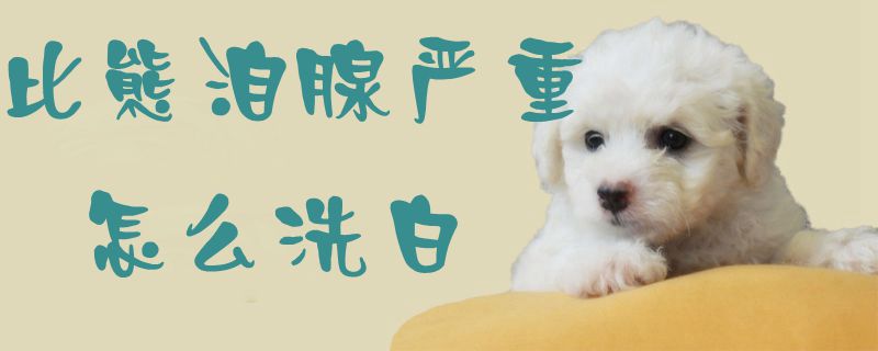 比熊泪腺严重怎么洗白-第1张图片 比熊泪腺严重怎么洗白-第1张图片